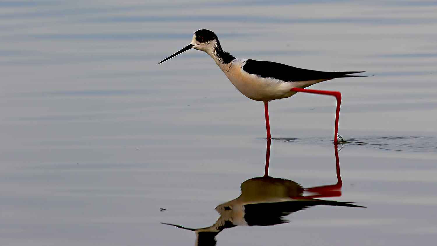 Black-winged Stilt